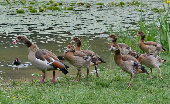 Egyptian geese