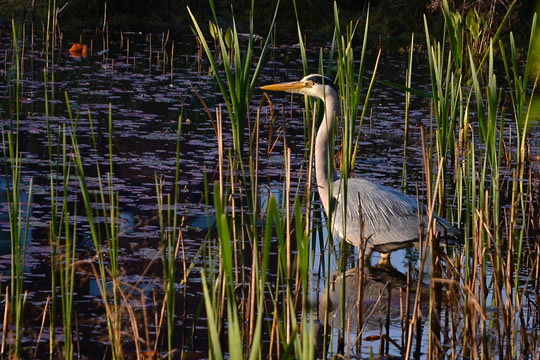 Heron in the weeds