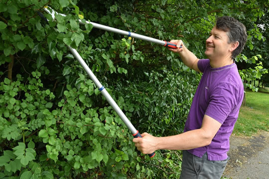 Pruning bushes