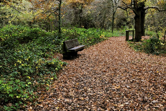 Path in autumn