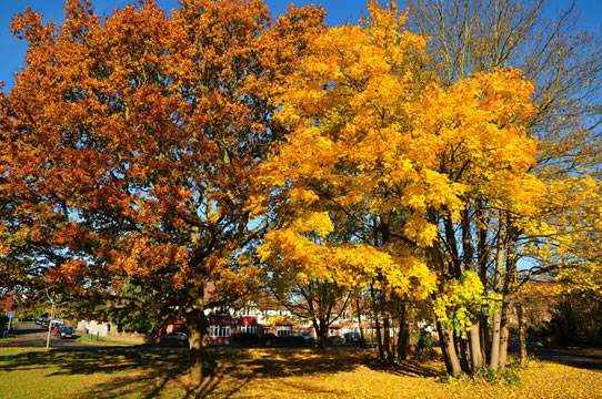 Yellow autumnal trees