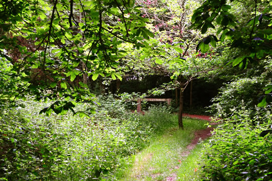 Overgrown path