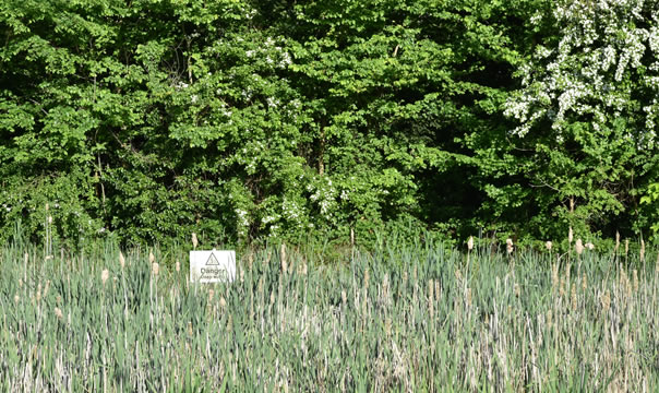 Pond weeds