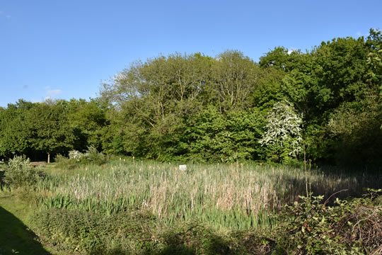 Overgrown pond