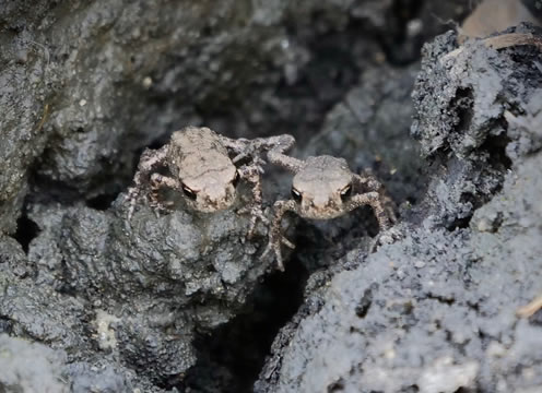 Baby frogs