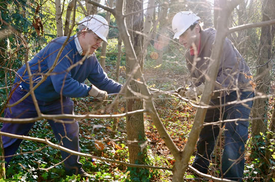 Sawing trees