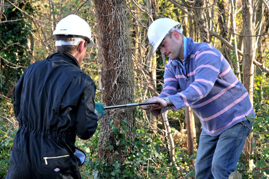 Sawing trees