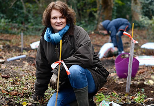 Planting saplings