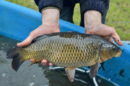 Fish caught in pond