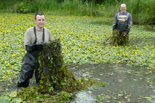 Waders and weeds