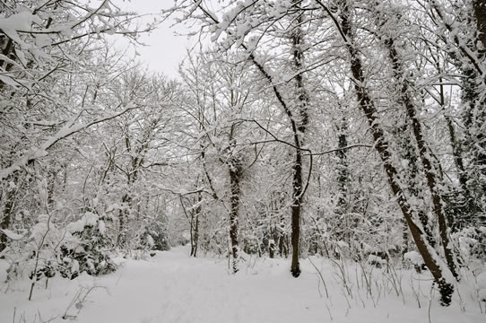 Epsom in winter