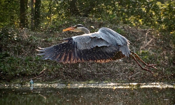 Heron in flight