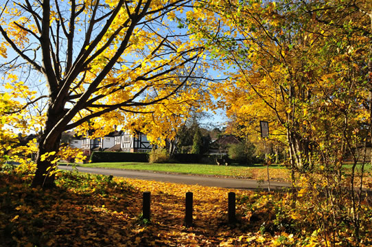 Autumn on the green