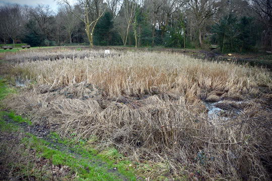 Overgrown pond