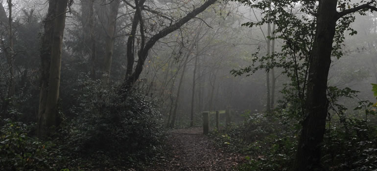 Epsom trees and woodland